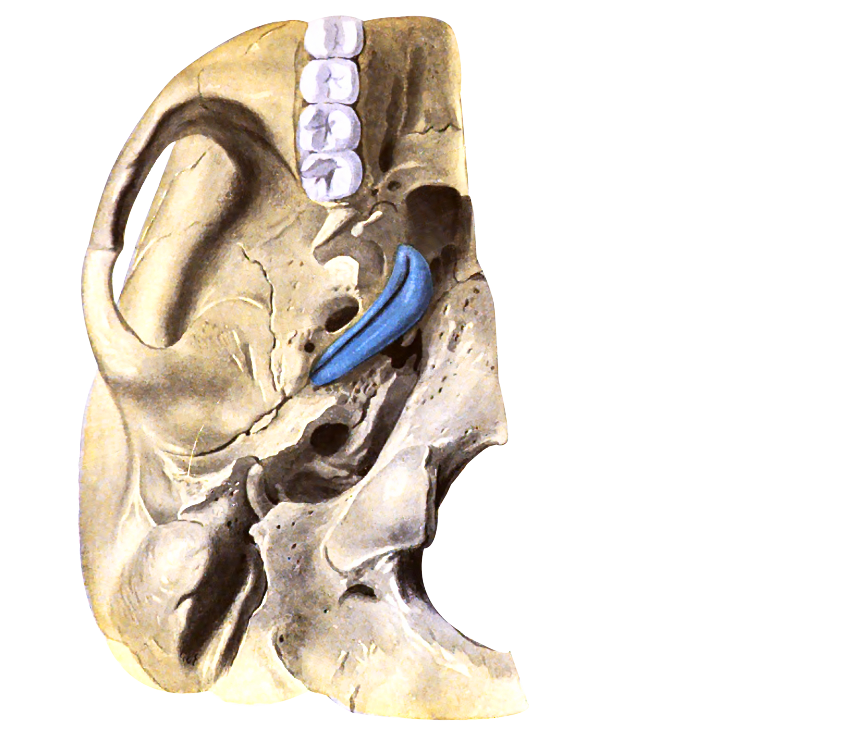 Sobotta 1911 fig.809 Cartilage of the tuba auditiva no labels